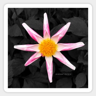 Star Flower Art Sticker